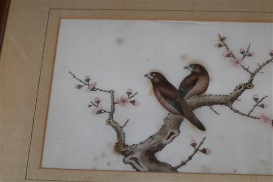 Five Chinese pith paintings, four of birds and two of fish